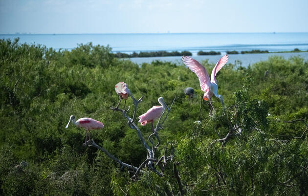 Texas Coastal Bird Explorer